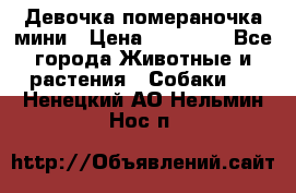 Девочка помераночка мини › Цена ­ 50 000 - Все города Животные и растения » Собаки   . Ненецкий АО,Нельмин Нос п.